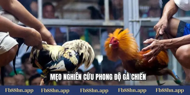 Mẹo nghiên cứu phong độ gà chiến